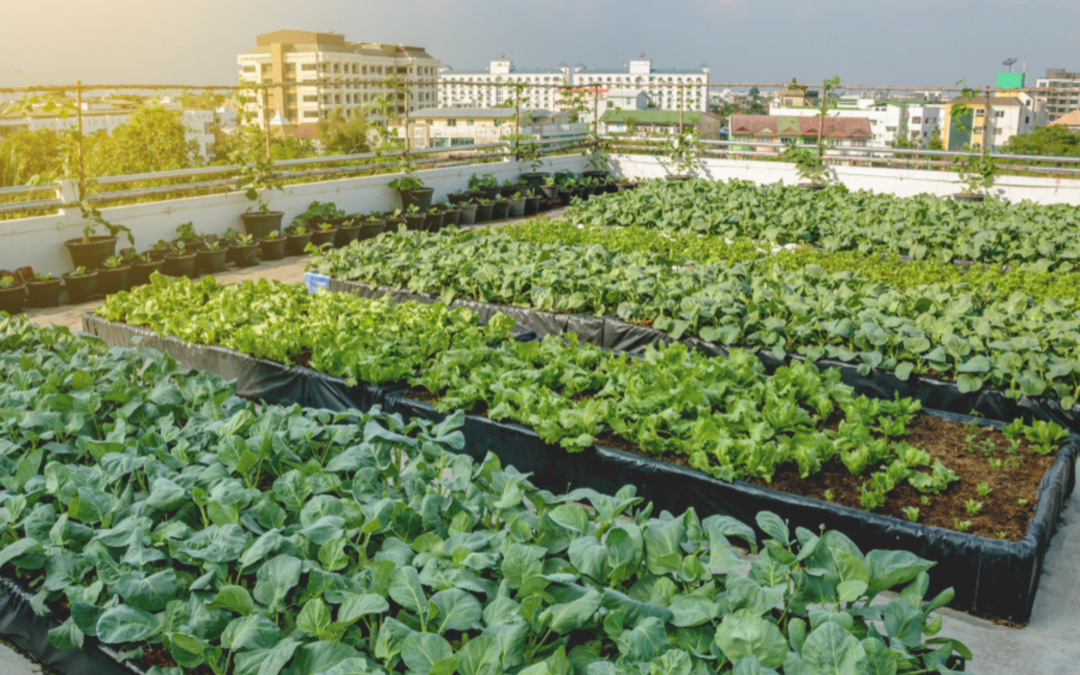 Cultivating Change: The Role of Urban Agriculture in European Policy